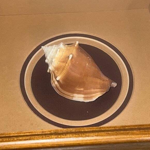 Vintage Sea Shell Framed in Oak Shadow Box Matted Glass Front Nautical Beach - Picture 5 of 6